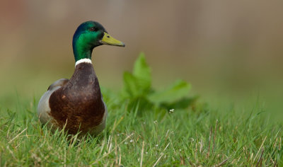 Mallard / Wilde eend