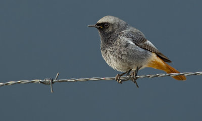 Black redstart / Zwarte roodstaart