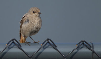 Black redstart / Zwarte roodstaart