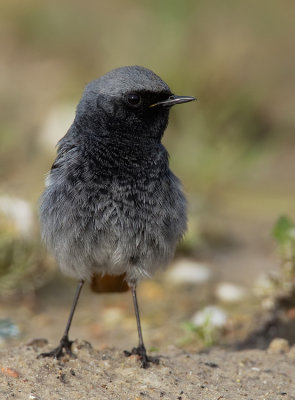 Black redstart / Zwarte roodstaart