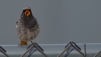Black redstart / Zwarte roodstaart