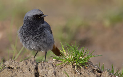 Black redstart / Zwarte roodstaart