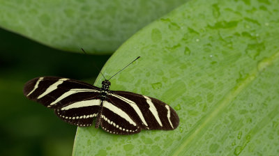 Zebra Longwing / Zebravlinder