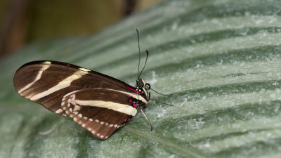 Zebra Longwing / Zebravlinder