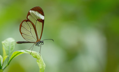 Butterflies of Costa Rica / Dagvlinders uit Costa Rica