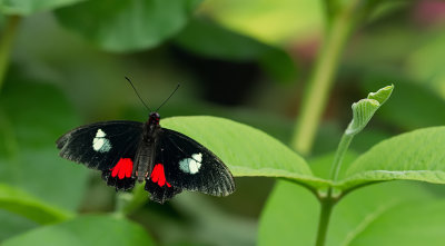Parides iphidamas