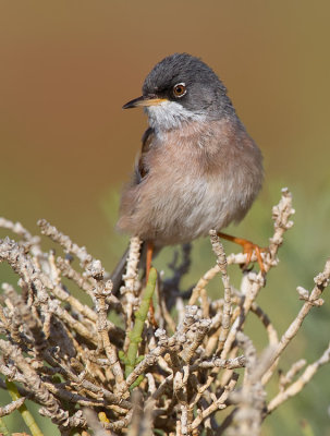 Spectacled warbler / Brilgrasmus
