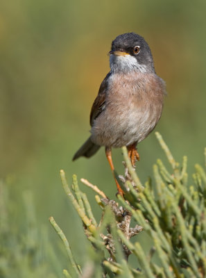 Spectacled warbler / Brilgrasmus