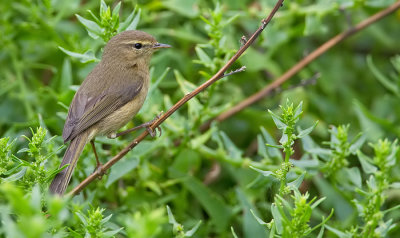 Canary Islands chiffchaff / Canarische tjiftjaf 