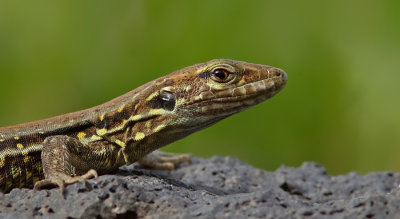Western Canaries lizard / Canarische hagedis