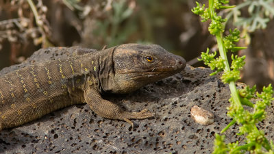 Western Canaries lizard / Canarische hagedis
