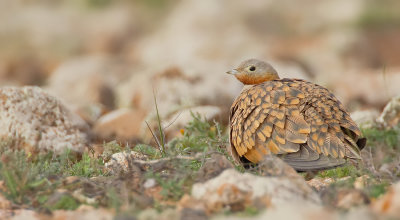 Black-bellied sandgrouse / Zwartbuikzandhoen	