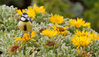 African Blue Tit ssp. degener / Tenerifepimpelmees ssp degener