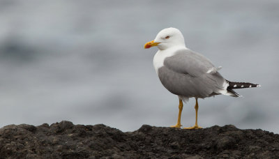 Atlantic Islands Yellow-legged Gull / Atlantische Geelpootmeeuw