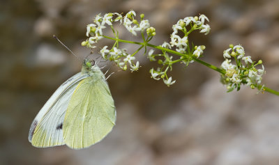 Southern Small White / Scheefbloemwitje