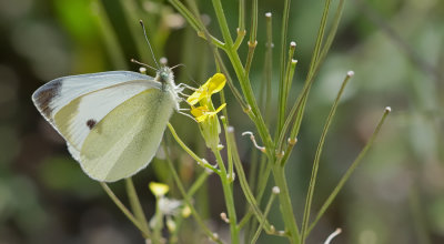 Southern Small White / Scheefbloemwitje