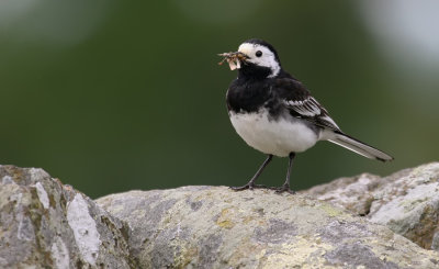 Pied wagtail / Rouwkwikstaart