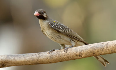Greater honeyguide / Grote honingspeurder