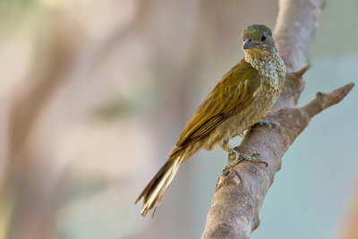 Spotted honeyguide / Gevlekte honingspeurder
