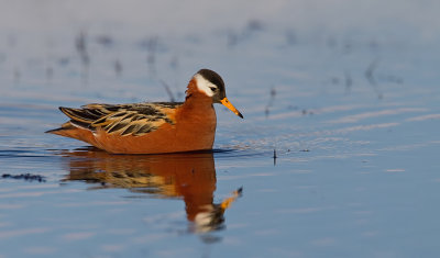 Grey Phalarope / Rosse Franjepoot 