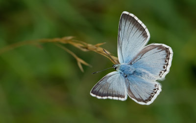 Chalk-hill Blue / Bleek blauwtje