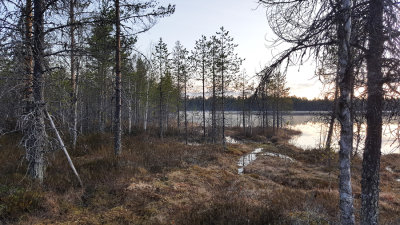 Viiksimo