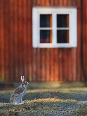 Mountain hare / Sneeuwhaas