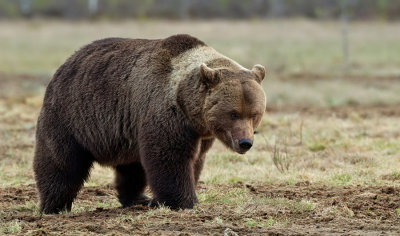 Brown bear / Bruine beer