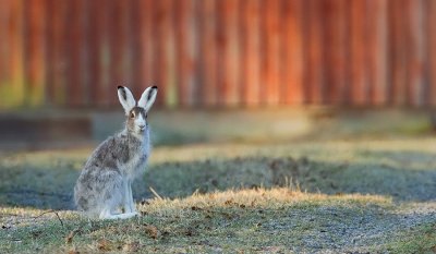 Mountain hare / Sneeuwhaas