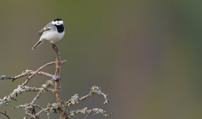 White wagtail / Witte kwikstaart 