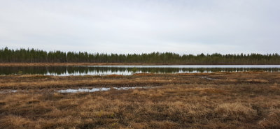 Viiksimo
