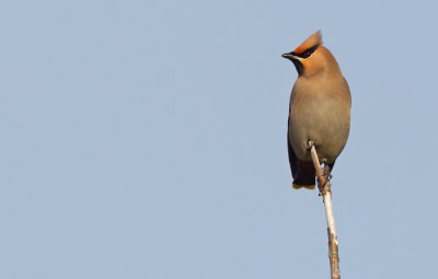 Bohemian Waxwing / Pestvogel