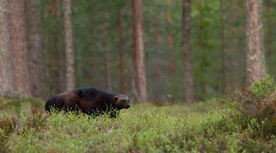 Wolverine / Veelvraat