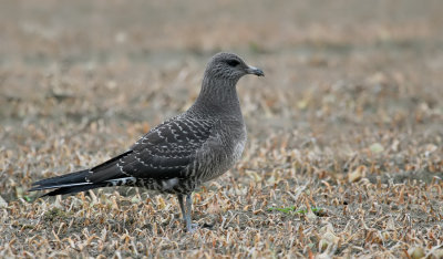 Long-Tailed Skua / Kleinste Jager