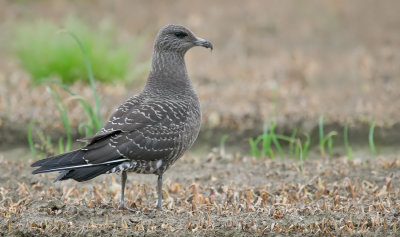 Long-Tailed Skua / Kleinste Jager