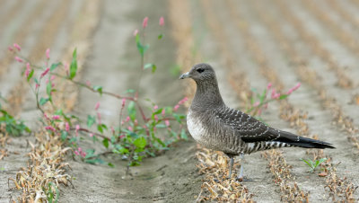 Long-Tailed Skua / Kleinste Jager