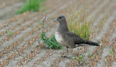 Long-Tailed Skua / Kleinste Jager