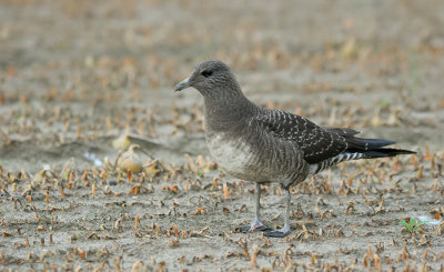 Long-Tailed Skua / Kleinste Jager