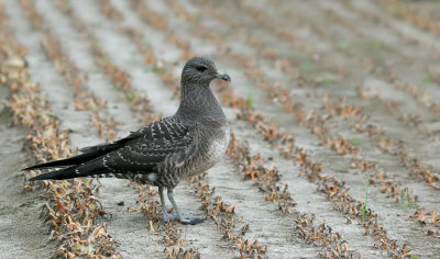 Long-Tailed Skua / Kleinste Jager