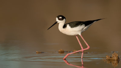 Black-necked stilt / Amerikaanse Steltkluut