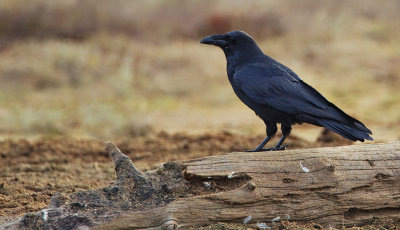 Common Raven / Raaf
