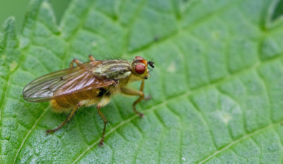 Yellow Dung Fly / Strontvlieg