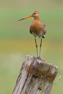 Black-tailed godwit / Grutto