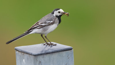 White wagtail / Witte kwikstaart