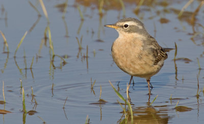 Water Pipit / Waterpieper