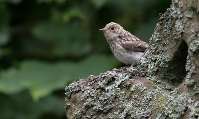 Spotted Flycatcher / Grauwe vliegenvanger