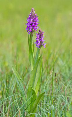 Southern Marsh Orchid / Rietorchis