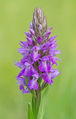 Southern Marsh Orchid / Rietorchis
