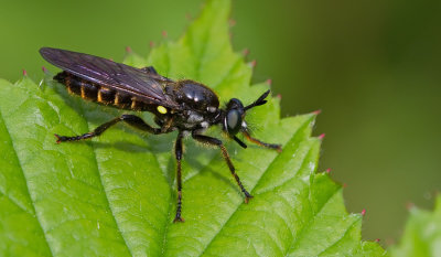 Golden-haired Robberfly / Eiken-stamjager