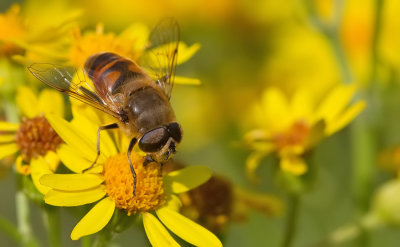 Common Drone Fly / Blinde bij